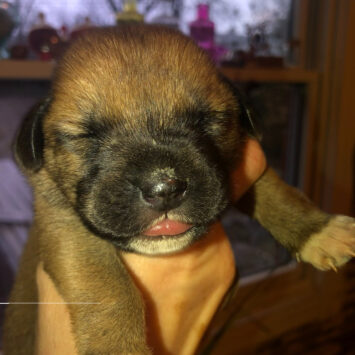 Person holding tiny pup with closed eyes