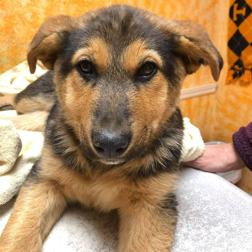 mixed german shepherd pup laying down