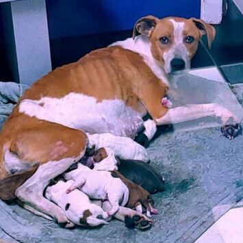 Dog Bella nursing pups