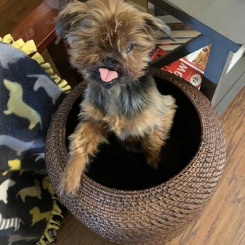Dog Chewbacca in basket