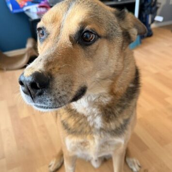 Benji