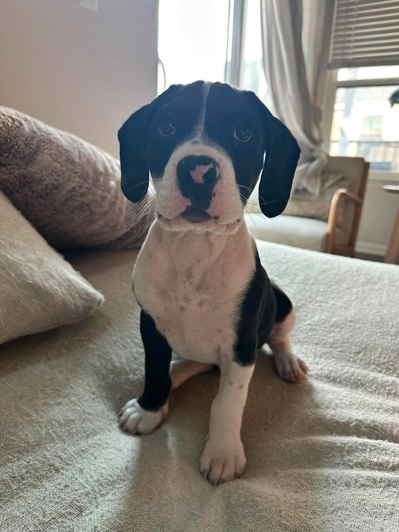 Baloo is sitting still for the camera